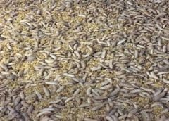 Thumbnail for Farmers Party of Kenya moves to court over the Zambian maize farming deal