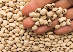 Thumbnail for Kenya proposes of 20% excise duty on pasta in push to raise tax revenues