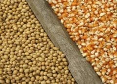Thumbnail for China soybean imports from US plummet by 63%, shifting to Brazil