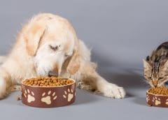 Thumbnail for Post Holdings announces closure of cereal manufacturing plant in Ohio
