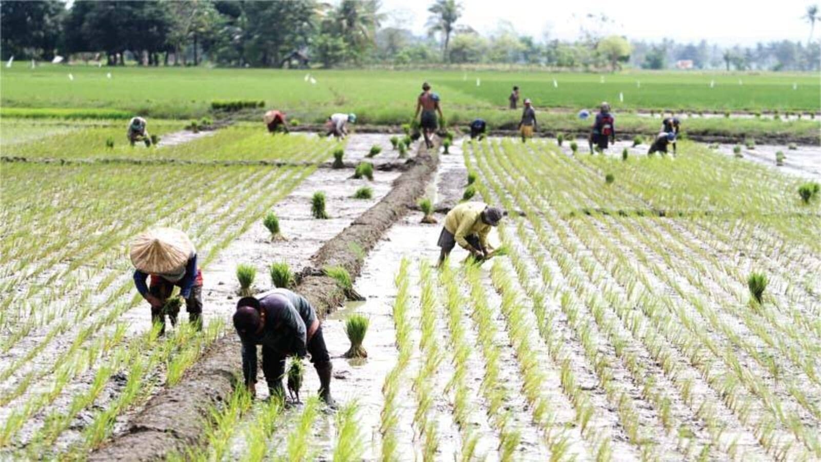 Thumbnail for JFS Agro Food, Sabaragamuwa collaborate on millet-based instant food offerings