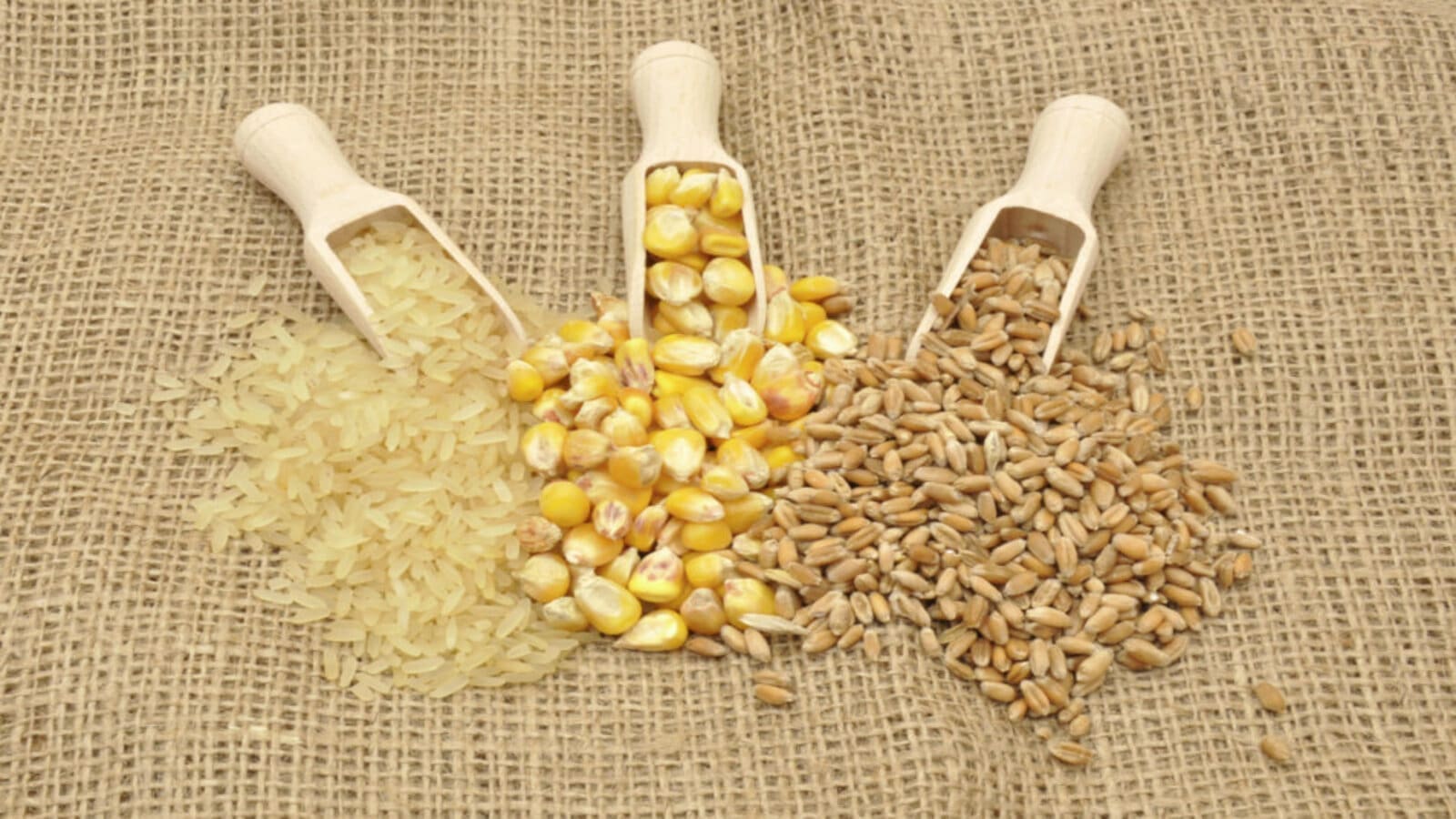 Thumbnail for FAO report projects 4% increase in African rice production for 2024/2025