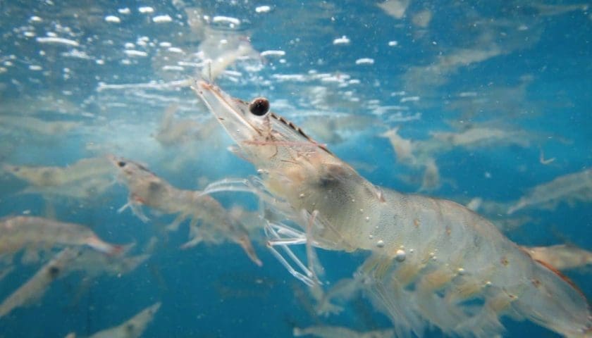 Thumbnail for Skretting launches shrimp diet, Nutreco shifts to green electricity